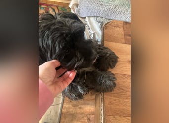 AGATHA ca. 2-3 J. Havannesermix-Hündin sucht liiebevolles Zuhause