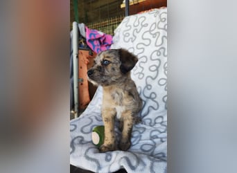 TULPE ca. 3-4 mon. Havanneser- Colliemix-Mädchen (kleinbleibend)