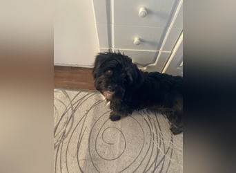 AGATHA ca. 2-3 J. Havannesermix-Hündin sucht liiebevolles Zuhause