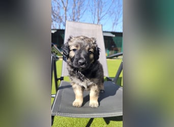 NARZISSE ca. 3-4 mon. Havannesermix-Mädchen sucht ....