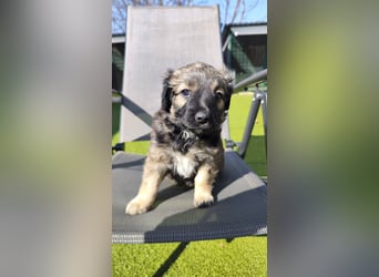 NARZISSE ca. 3-4 mon. Havannesermix-Mädchen sucht ....