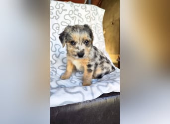 KROKUS ca. 3-4 mon. zuckersüßer Havanneser-austr. Shepardmix (kleinbleibend)