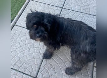 AGATHA ca. 2-3 J. Havannesermix-Hündin sucht liiebevolles Zuhause