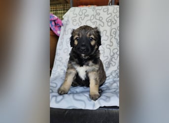 NARZISSE ca. 3-4 mon. Havannesermix-Mädchen sucht ....