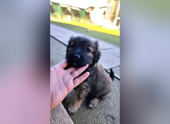 NARZISSE ca. 3-4 mon. Havannesermix-Mädchen sucht ....