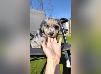 KROKUS ca. 3-4 mon. zuckersüßer Havanneser-austr. Shepardmix (kleinbleibend)