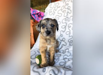 TULPE ca. 3-4 mon. Havanneser- Colliemix-Mädchen (kleinbleibend)