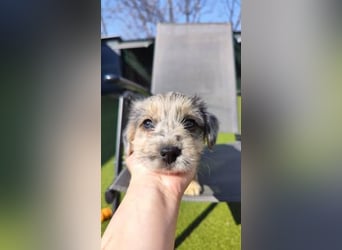 KROKUS ca. 3-4 mon. zuckersüßer Havanneser-austr. Shepardmix (kleinbleibend)