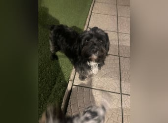 AGATHA ca. 2-3 J. Havannesermix-Hündin sucht liiebevolles Zuhause