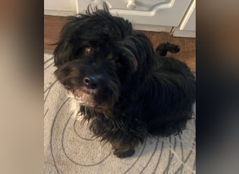 AGATHA ca. 2-3 J. Havannesermix-Hündin sucht liiebevolles Zuhause