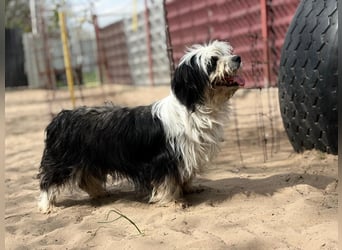Hanka sucht ein warmes Körbchen