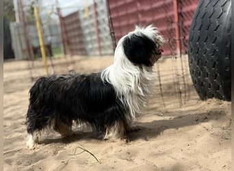 Hanka sucht ein warmes Körbchen
