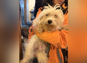 MOW, zutraulicher kleiner Herzenshund, 1 Jahr, 30 cm, Havaneser-Mischling, Tierschutz Rumänien