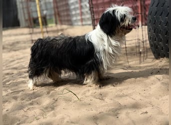 Hanka sucht ein warmes Körbchen