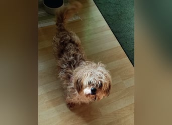 JULI, liebes Leckermäulchen, 3 Jahre, 30 cm, Havaneser-Mix, Tierschutz, Pflegestelle Rösrath