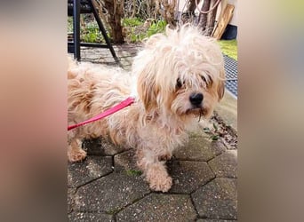 JULI, liebes Leckermäulchen, 3 Jahre, 30 cm, Havaneser-Mix, Tierschutz, Pflegestelle Rösrath