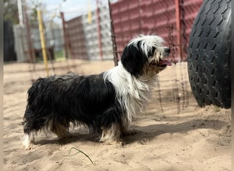 Hanka sucht ein warmes Körbchen