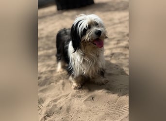 Hanka sucht ein warmes Körbchen