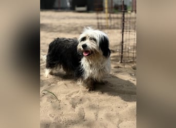 Hanka sucht ein warmes Körbchen