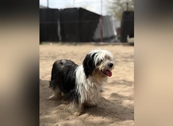 Hanka sucht ein warmes Körbchen