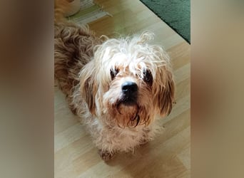 JULI, liebes Leckermäulchen, 3 Jahre, 30 cm, Havaneser-Mix, Tierschutz, Pflegestelle Rösrath