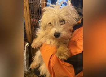 MOW, zutraulicher kleiner Herzenshund, 1 Jahr, 30 cm, Havaneser-Mischling, Tierschutz Rumänien