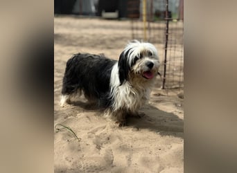 Hanka sucht ein warmes Körbchen