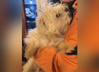 MOW, zutraulicher kleiner Herzenshund, 1 Jahr, 30 cm, Havaneser-Mischling, Tierschutz Rumänien