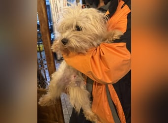 MOW, zutraulicher kleiner Herzenshund, 1 Jahr, 30 cm, Havaneser-Mischling, Tierschutz Rumänien