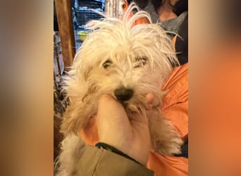 MOW, zutraulicher kleiner Herzenshund, 1 Jahr, 30 cm, Havaneser-Mischling, Tierschutz Rumänien