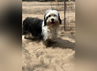 Hanka sucht ein warmes Körbchen