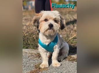 Flauschy, kleinbleibender Charmeur