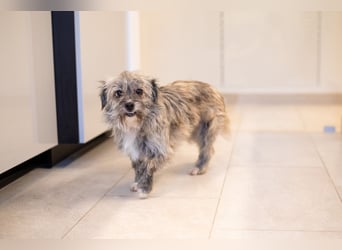 Puki in 53844 Troisdorf