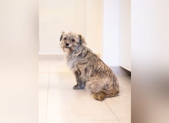 Puki in 53844 Troisdorf