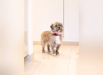 Puki in 53844 Troisdorf