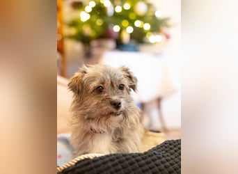 Puki in 53844 Troisdorf