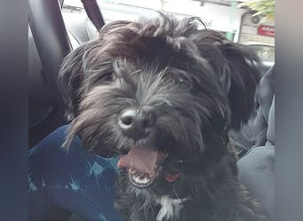 LUNA - Hündchen fürs Herz - gut 3 Monate, 24cm/2,5kg - später 30cm - Havaneser