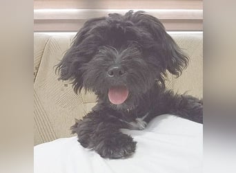 LUNA - Hündchen fürs Herz - gut 3 Monate, 24cm/2,5kg - später 30cm - Havaneser