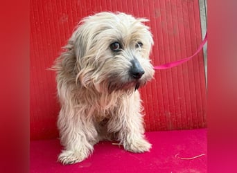 bildhübscher LION - 3 Jahre, 40cm - Havaneser-Mix