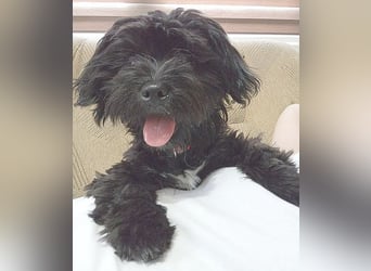 LUNA - Hündchen fürs Herz - gut 3 Monate, 24cm/2,5kg - später 30cm - Havaneser