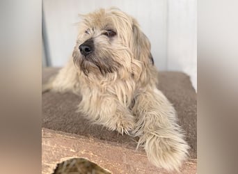 bildhübscher LION - 3 Jahre, 40cm - Havaneser-Mix