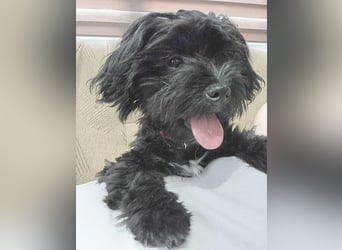 LUNA - Hündchen fürs Herz - gut 3 Monate, 24cm/2,5kg - später 30cm - Havaneser