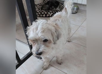 ❤️❤️❤️ kleiner Seelenhund SEMMEL - 7 Jahre, 30cm - Havaneser-Mix