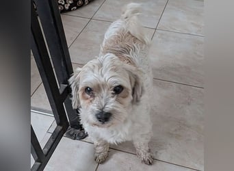 ❤️❤️❤️ kleiner Seelenhund SEMMEL - 7 Jahre, 30cm - Havaneser-Mix