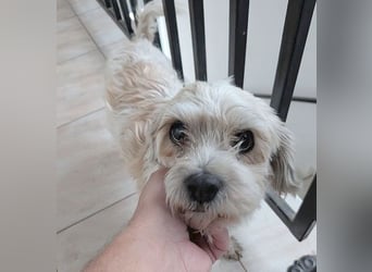 ❤️❤️❤️ kleiner Seelenhund SEMMEL - 7 Jahre, 30cm - Havaneser-Mix