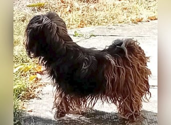 süße Zuckerschnecke LILLY - 7,5 Jahre, 35cm/8kg - Havaneser-Mix