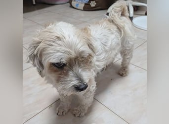 ❤️❤️❤️ kleiner Seelenhund SEMMEL - 7 Jahre, 30cm - Havaneser-Mix
