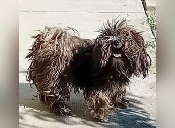 süße Zuckerschnecke LILLY - 7,5 Jahre, 35cm/8kg - Havaneser-Mix