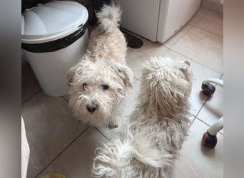 ❤️❤️❤️ kleiner Seelenhund SEMMEL - 7 Jahre, 30cm - Havaneser-Mix