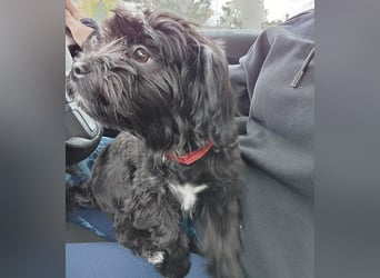 LUNA - Hündchen fürs Herz - gut 3 Monate, 24cm/2,5kg - später 30cm - Havaneser